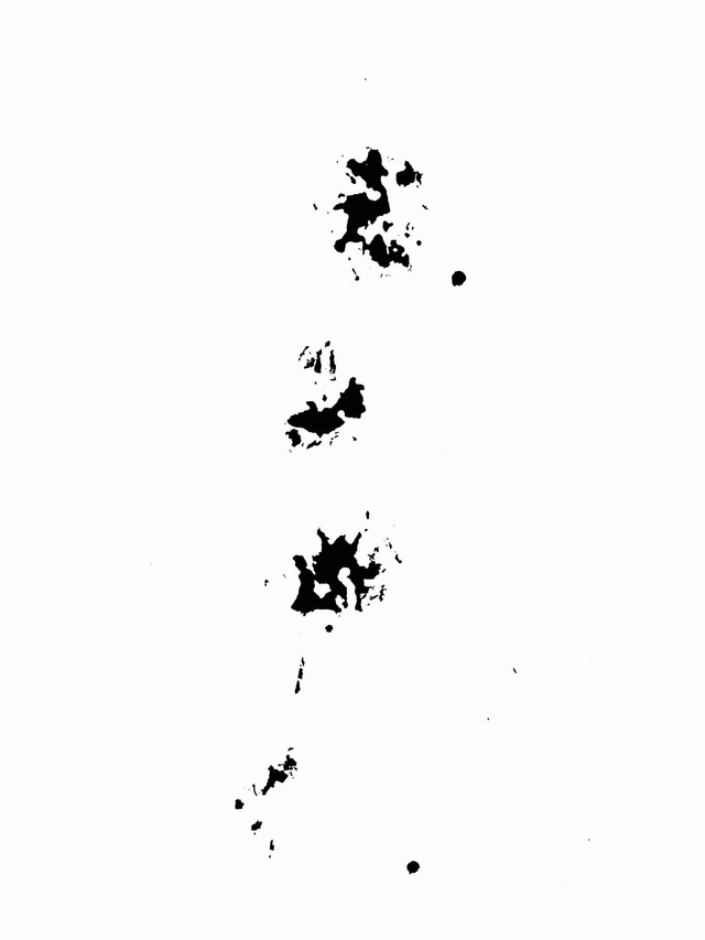 Gyotaku de Forsythia