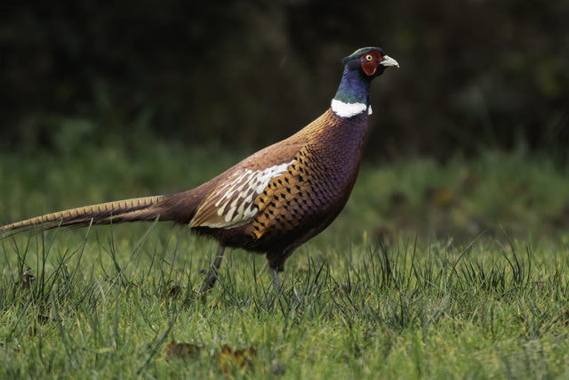 20 x 30 cm Male Pheasant 