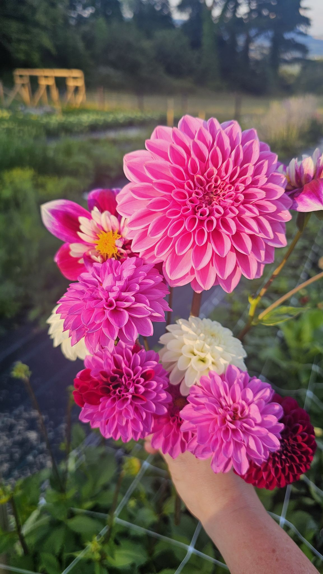 Cut and Create a Vase of Dahlias ~ Wednesday 20th August - 5pm - 8pm