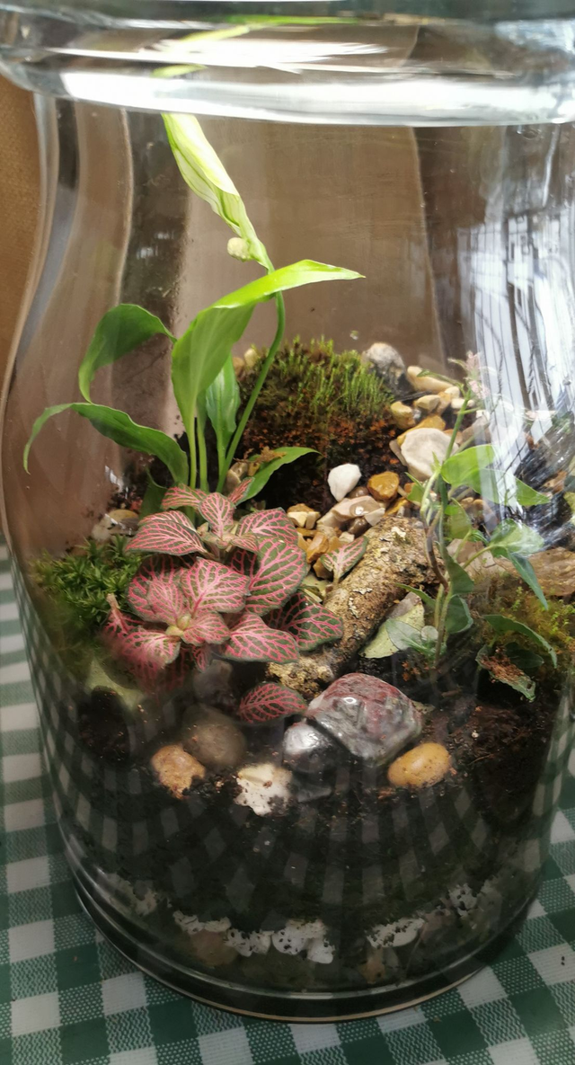 Closed terrarium kit
