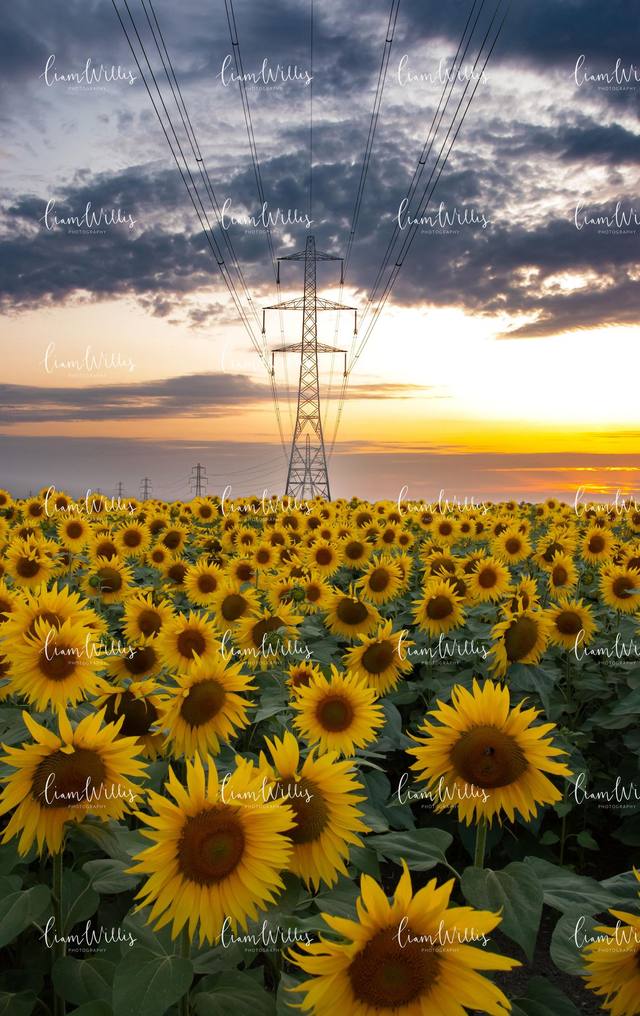 Sunflower Sunset Print