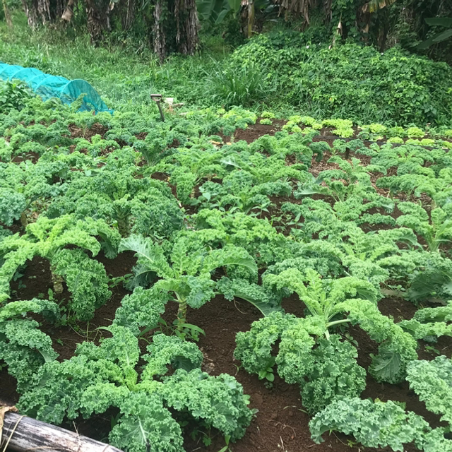 Chou kale frisé bio