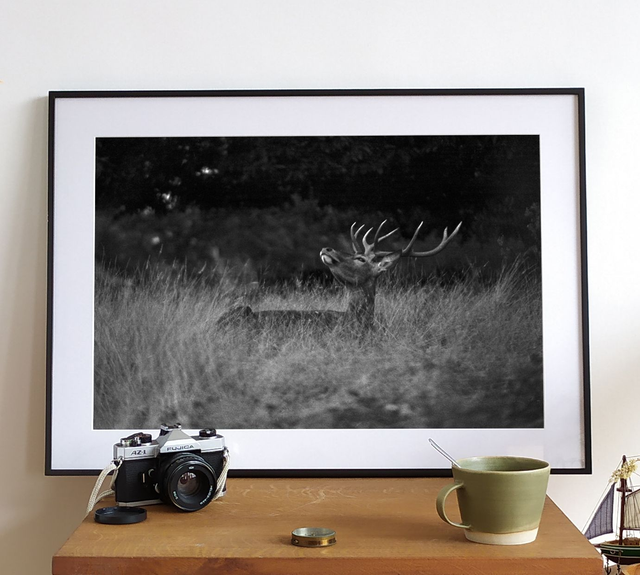 « Humer » ou « Le délicat odorat du cerf élaphe »