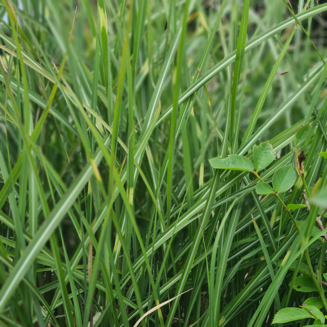 Miscanthus Sinensis Strictus Dwarf - 1ltr pot