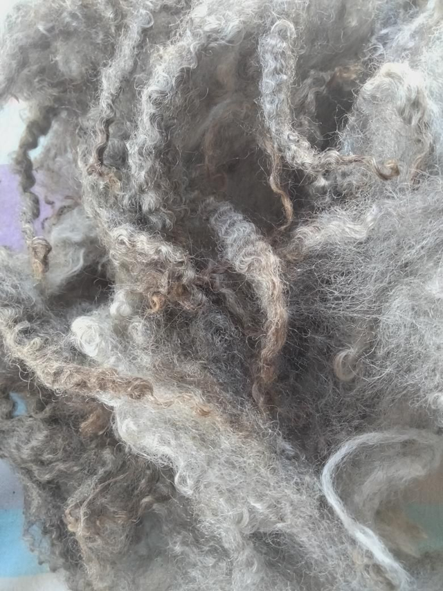 Leicester Longwool x Gotland Toison0039