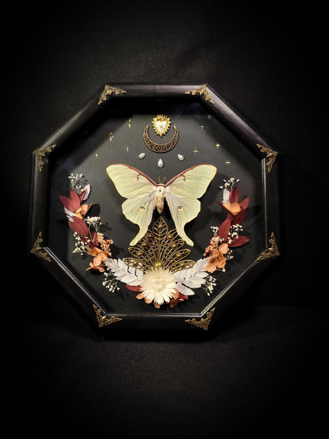 Cadre Papillon Actias Luna