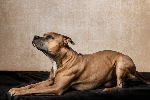 Portretshoot in de studio