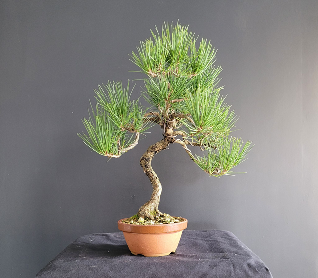 (158) pin noir japonais