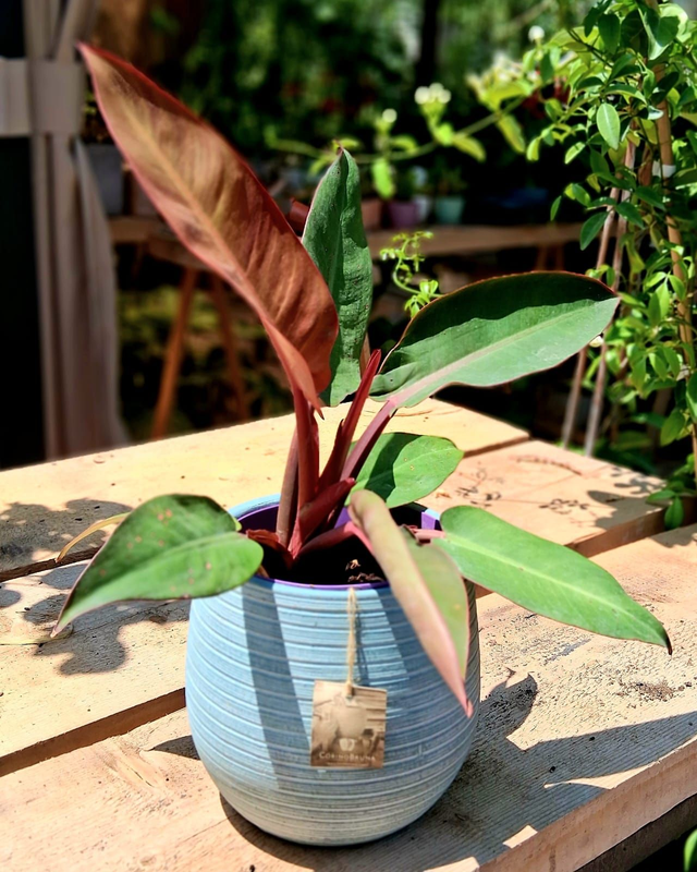 C90 . Philodendron 'Red Sun' in "LONDRA cachpot di CorinoBruna" 