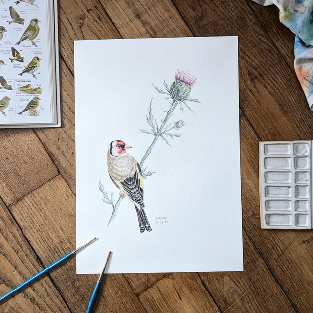 Aquarelle originale - Le Chardonneret élégant - Les Messagers du printemps