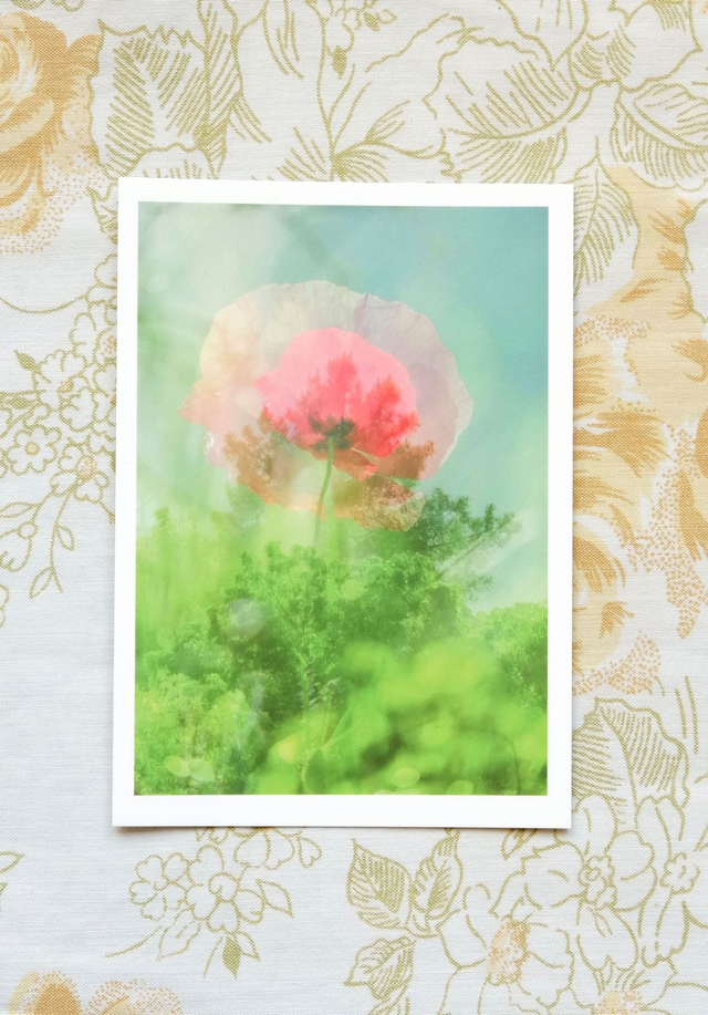 Carte postale A6  photographie "Coquelicot printanier"