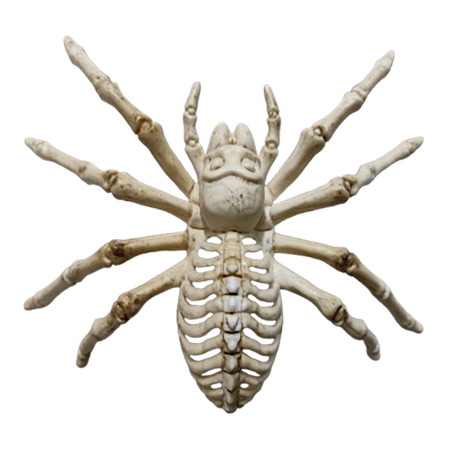 Cache squelette araignée