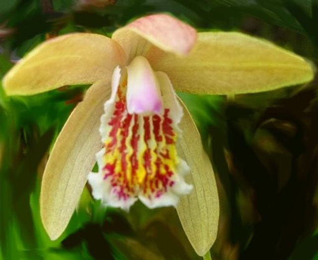 Bletilla striata &#039;Penway Sunset&#039; P9 