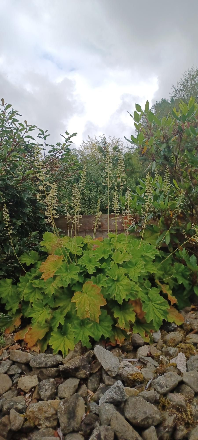 Heuchera Lime