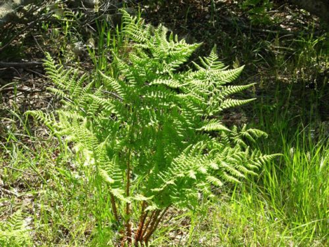 Dryopteris dilitata 9cm