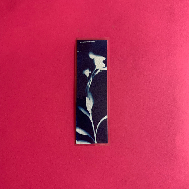 Marque page cyanotype végétal original sur papier épais et plastifié