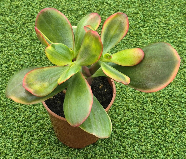 Crassula 'Hummel's Ghost' 