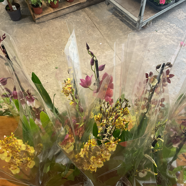 Orchidée cambria