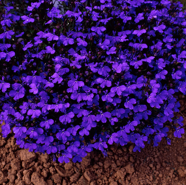 Lobelia Bush (Crystal Palace) Dark Blue - Tray of 6 plants