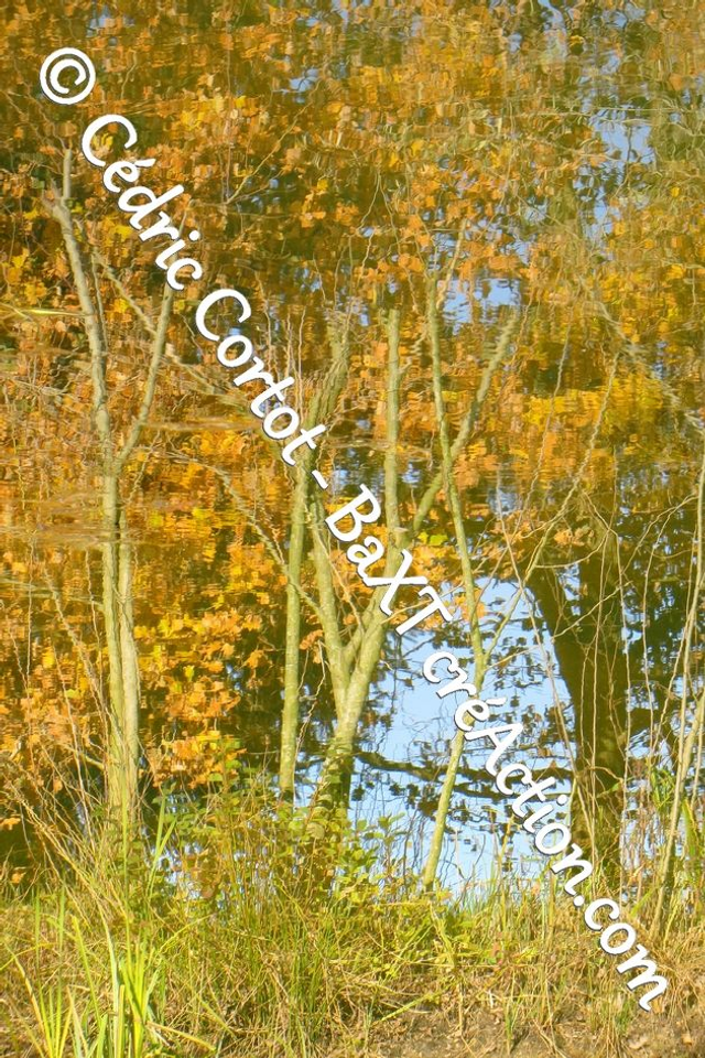 Impression sur alu dibond - Reflets et cours d'Eau (ref 8839)