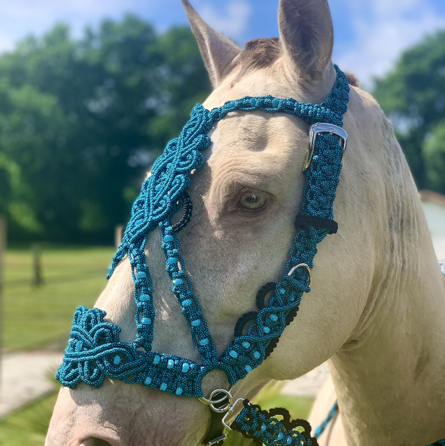 Licol ALLURE Blue Océan Edition taille full