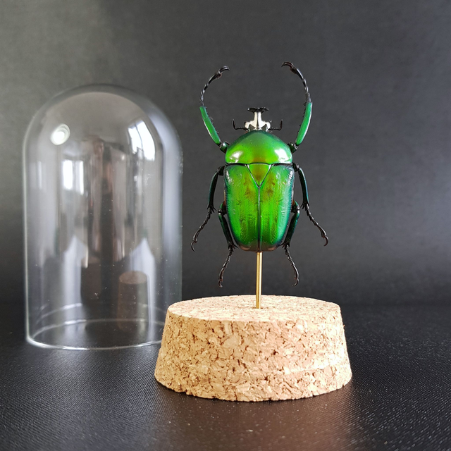 Dicronorhina johnstoni (mâle)