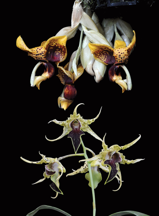 Fruits of Courage Combination Essence