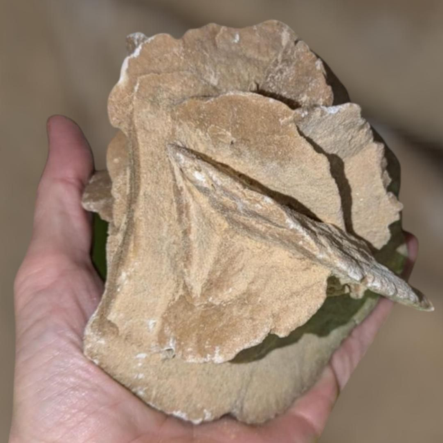 Rose des sables 439 gr