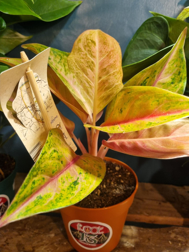 Aglaonema mix 12 cm pot