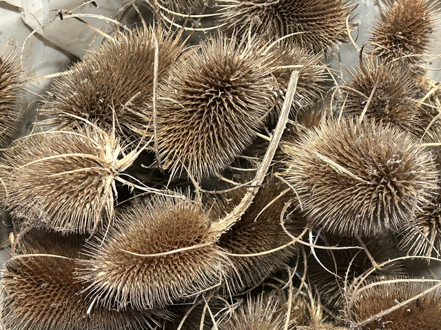 XX40 Dried Teasel Heads - seed head only 