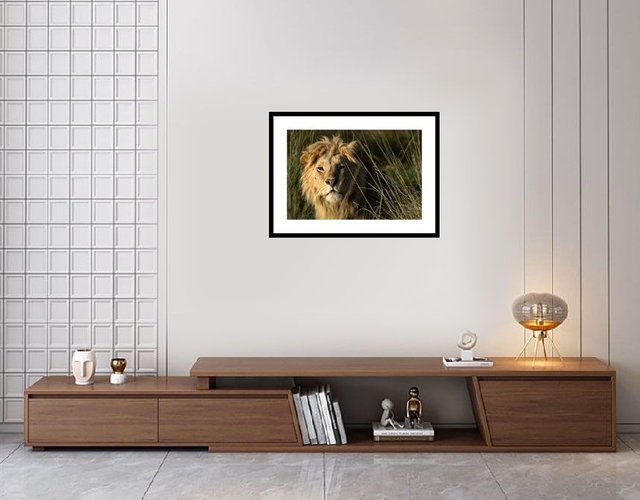 Lion -Masaï Mara Kenya - Réf : K-1263