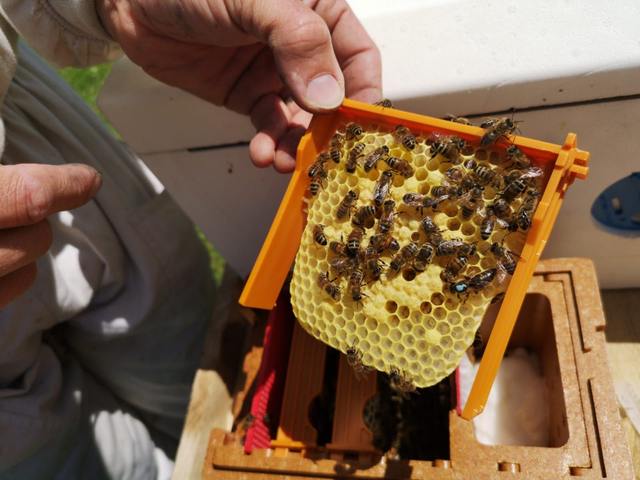 Reines Fécondées Carnoliennes