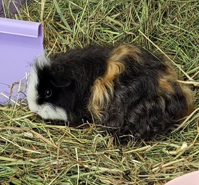 £200 donation to Patch's Piggy Trust