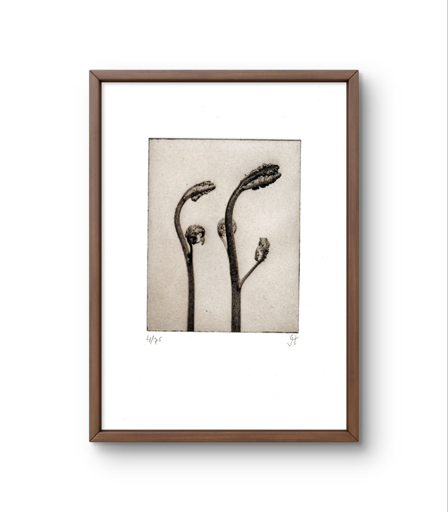 Fern  01 handprint photogravure  13x18