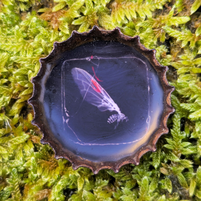 Magnet capsule Strange Midge