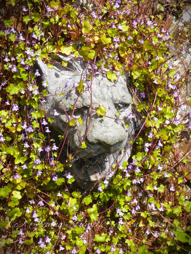 Photographic Open Edition Print, from my "Ancient Stone" collection, "Toadflax Gargoyle"