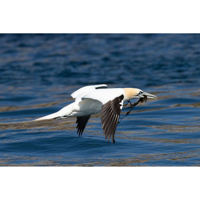 Fou de bassan - ref: 8464