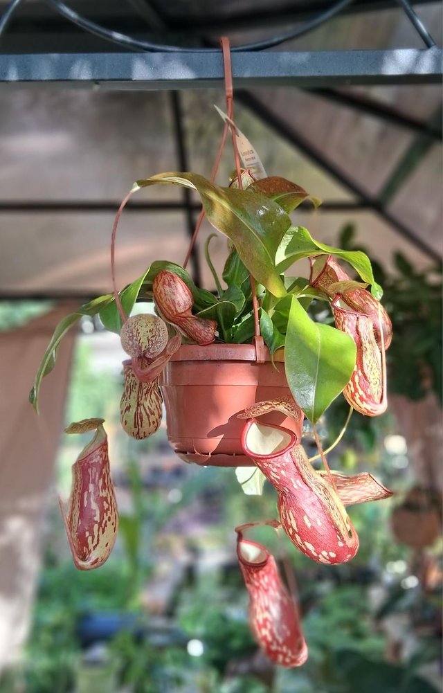 G11 . Nepenthes 