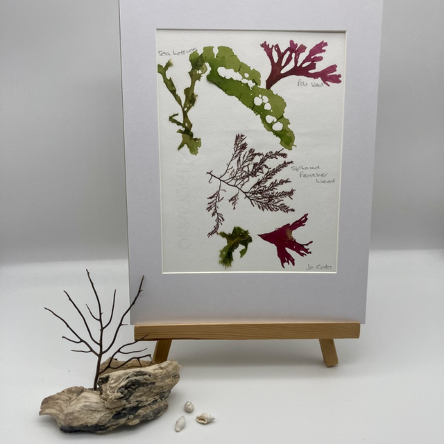 Real Pressed Seaweed 