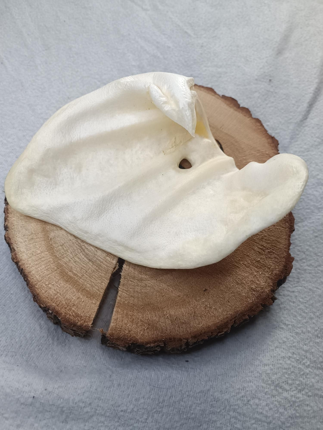 Oreille de porc soufflé 