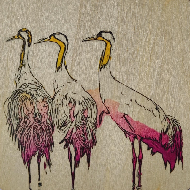 Kraanvogels 