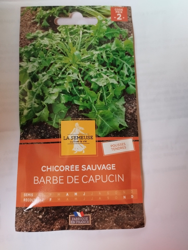 Chicorée Sauvage barbe de capucin