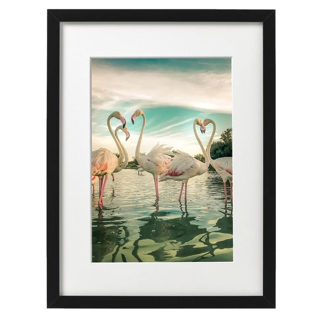 Flamingos