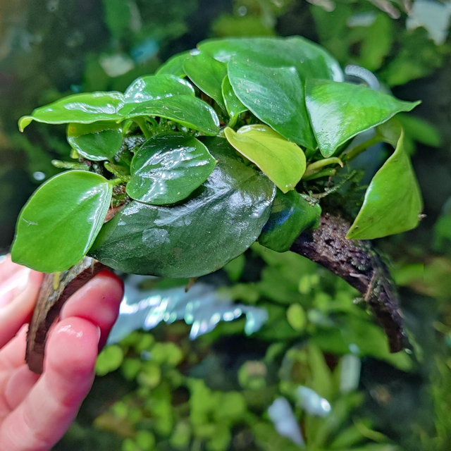 Anubias op cocosnoot armband 8946005309781