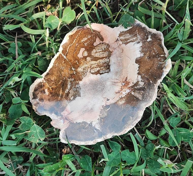 Tranche de bois fossile 10x7,5cm