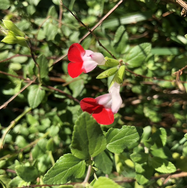 Sauge Arbusive rouge et blanche &quot;Hot Lips&quot;&#039; NT- Pot carré 10x10