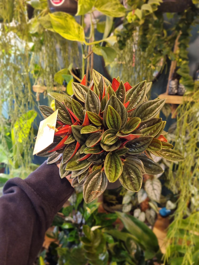 Peperomia caperata rosso in 12cm pot 