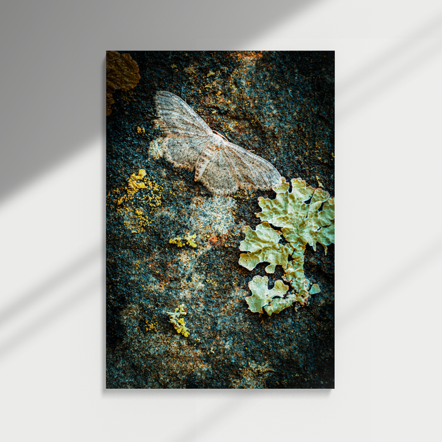 Dibond print - Motvlinder Op Steen