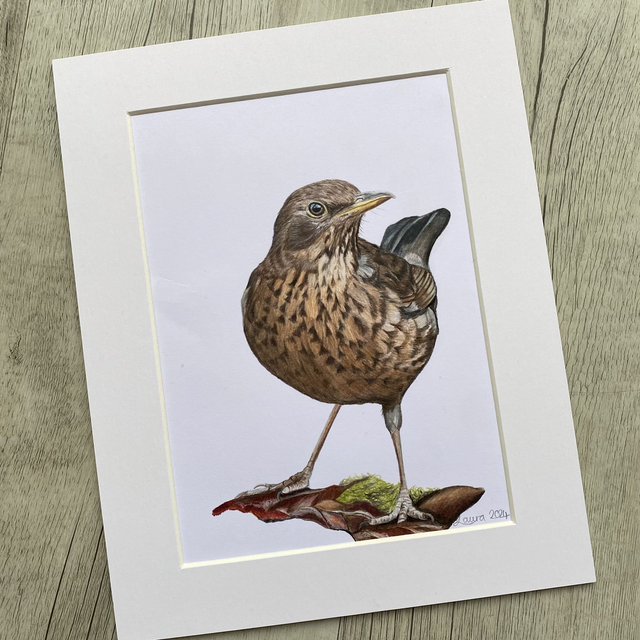 Blackbird Original Drawing