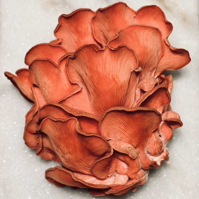 Roze oesterzwam BIO (Pleurotus djamor)